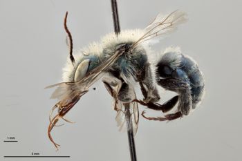 Media type: image;   Entomology 795028 Aspect: habitus lateral view